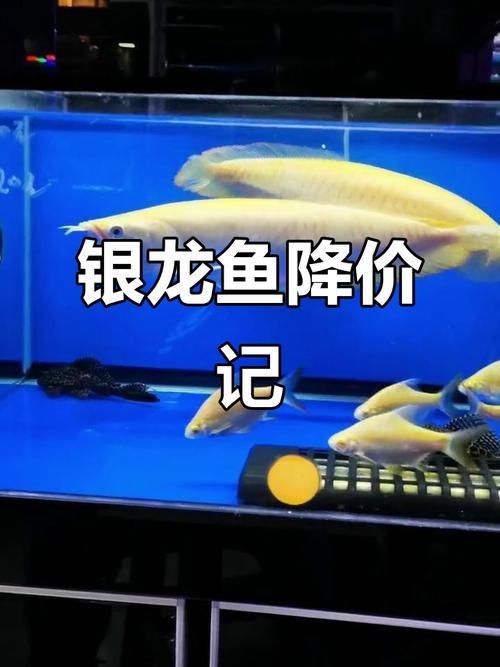 如何辨別真假紅化白子銀龍魚？，如何辨別真假紅化白子銀龍魚 如何辨別真假紅化白子銀龍魚？，如何辨別真假紅化白子銀龍魚 龍魚百科 第3張