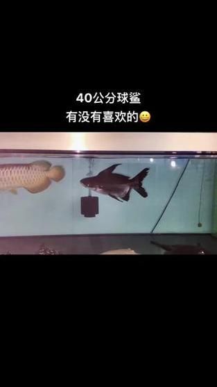 球鯊魚，mcp工具中的“球鯊魚”