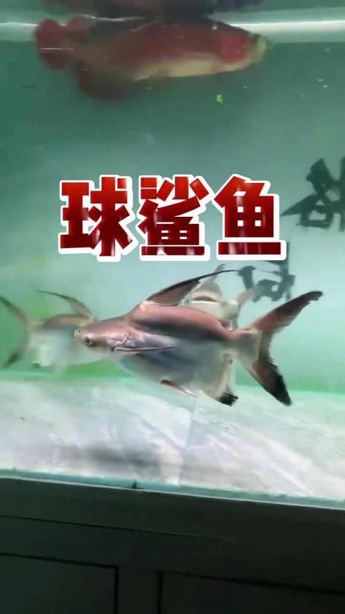 球鯊魚，mcp工具中的“球鯊魚”