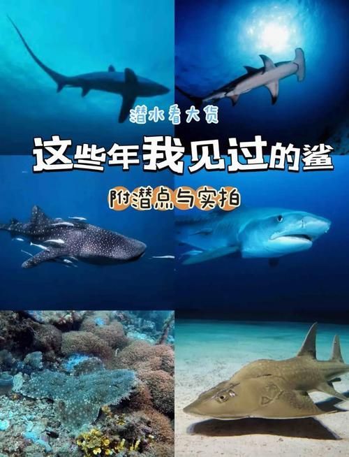 球鯊魚，mcp工具中的“球鯊魚”