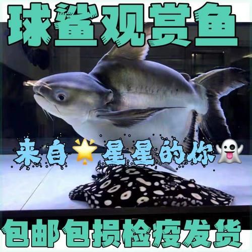球鯊魚，mcp工具中的“球鯊魚”