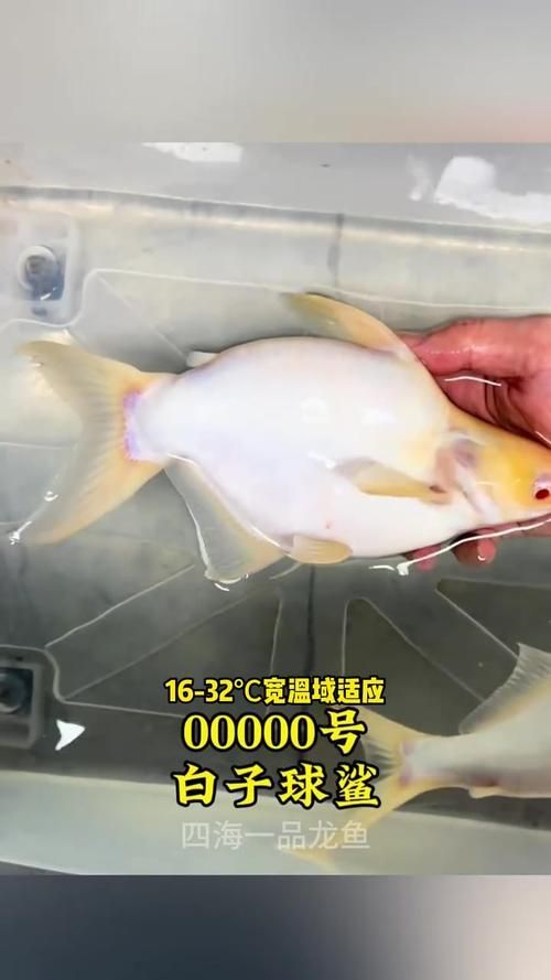 球鯊魚，mcp工具中的“球鯊魚”