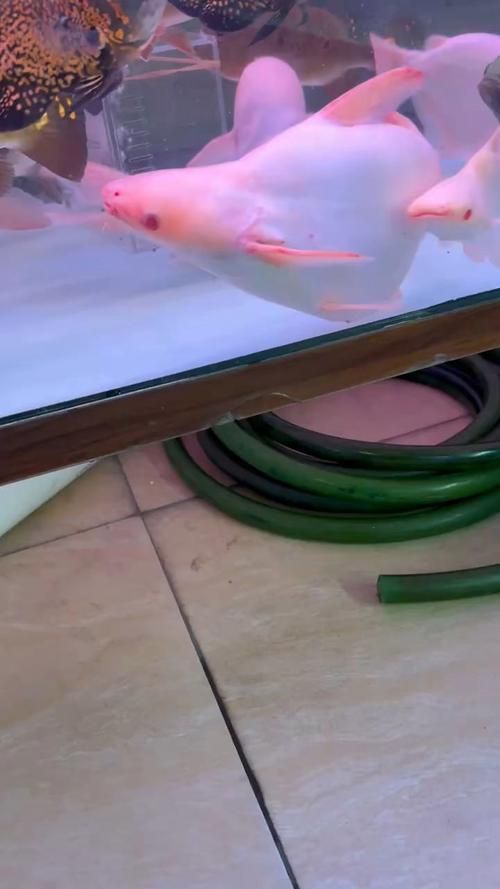 球鯊魚，mcp工具中的“球鯊魚”