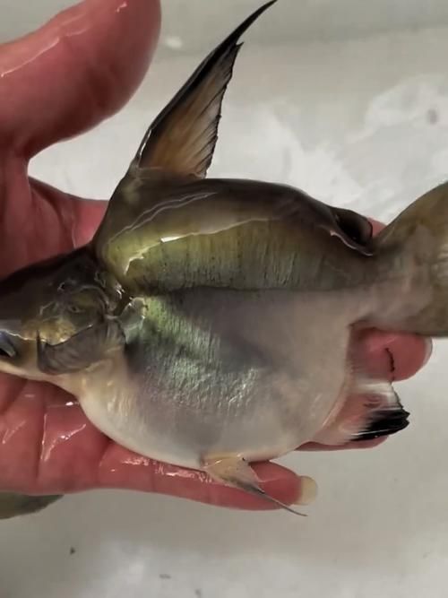球鯊魚，mcp工具中的“球鯊魚”