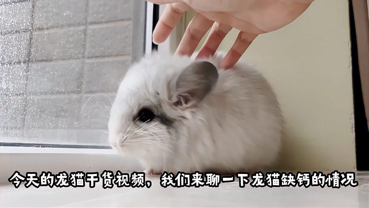 如何預(yù)防龍貓牙齒問題，如何預(yù)防龍貓牙齒問題？