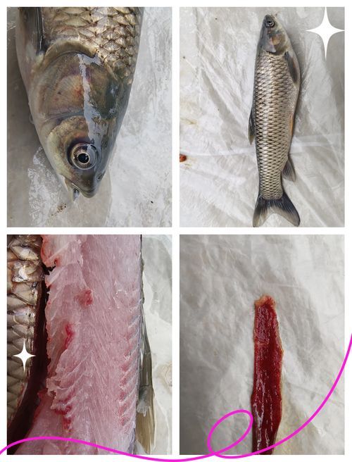 如何判斷魚鰭根部充血