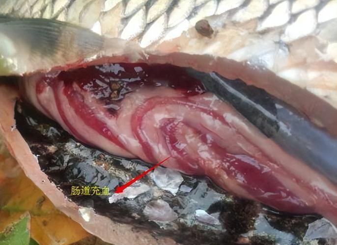 如何判斷魚鰭根部充血