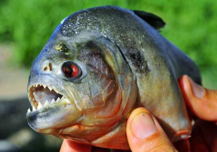 有哪些攻擊性魚類需要特別注意，關(guān)于攻擊性魚類的組件 有哪些攻擊性魚類需要特別注意，關(guān)于攻擊性魚類的組件 龍魚百科 第1張