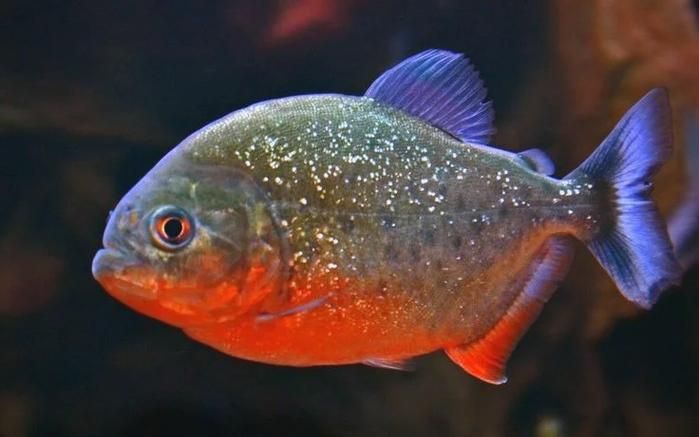 有哪些攻擊性魚類需要特別注意，關(guān)于攻擊性魚類的組件 有哪些攻擊性魚類需要特別注意，關(guān)于攻擊性魚類的組件 龍魚百科 第4張