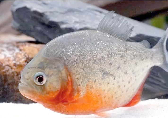 有哪些攻擊性魚類需要特別注意，關(guān)于攻擊性魚類的組件 有哪些攻擊性魚類需要特別注意，關(guān)于攻擊性魚類的組件 龍魚百科 第6張