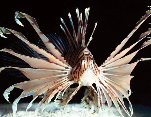 有哪些攻擊性魚類需要特別注意，關(guān)于攻擊性魚類的組件 有哪些攻擊性魚類需要特別注意，關(guān)于攻擊性魚類的組件 龍魚百科 第7張