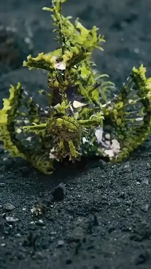 有哪些攻擊性魚類需要特別注意，關(guān)于攻擊性魚類的組件 有哪些攻擊性魚類需要特別注意，關(guān)于攻擊性魚類的組件 龍魚百科 第9張