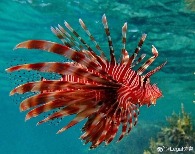 有哪些攻擊性魚類需要特別注意，關(guān)于攻擊性魚類的組件 有哪些攻擊性魚類需要特別注意，關(guān)于攻擊性魚類的組件 龍魚百科 第12張