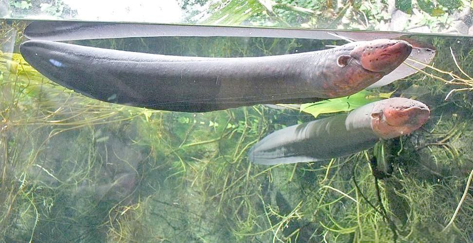 有哪些攻擊性魚類需要特別注意，關(guān)于攻擊性魚類的組件 有哪些攻擊性魚類需要特別注意，關(guān)于攻擊性魚類的組件 龍魚百科 第13張