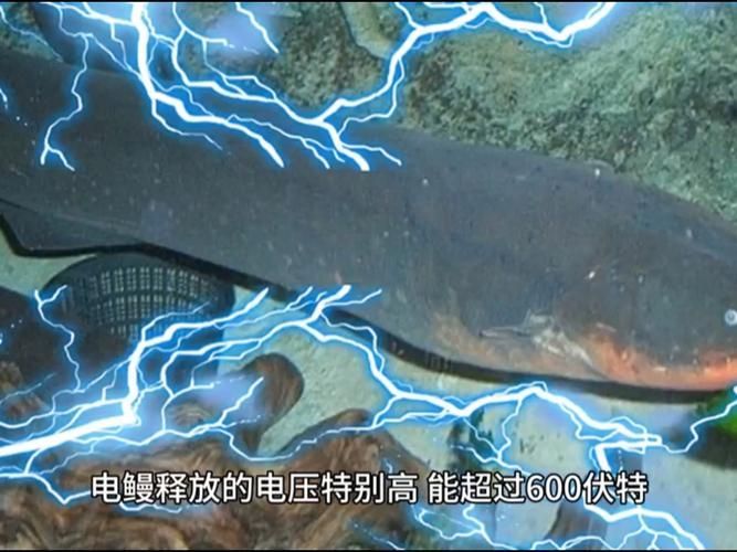 有哪些攻擊性魚類需要特別注意，關(guān)于攻擊性魚類的組件 有哪些攻擊性魚類需要特別注意，關(guān)于攻擊性魚類的組件 龍魚百科 第15張