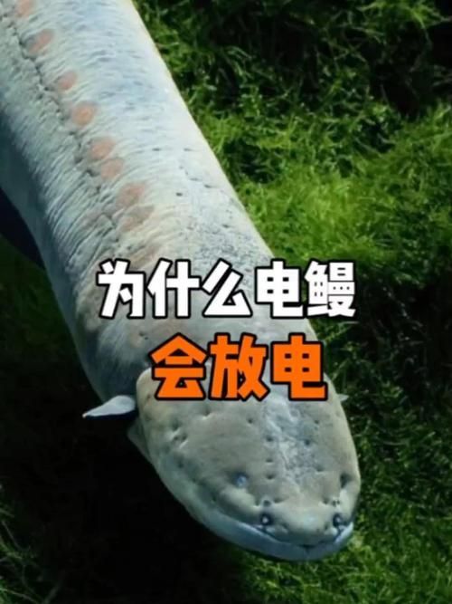 有哪些攻擊性魚類需要特別注意，關(guān)于攻擊性魚類的組件 有哪些攻擊性魚類需要特別注意，關(guān)于攻擊性魚類的組件 龍魚百科 第14張