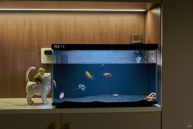 還有哪些魚缸品牌值得推薦,哪些品牌的魚缸值得推薦? 龍魚百科 第8張 還有哪些魚缸品牌值得推薦,哪些品牌的魚缸值得推薦? 還有哪些魚缸品牌值得推薦,哪些品牌的魚缸值得推薦? 龍魚百科 第8張