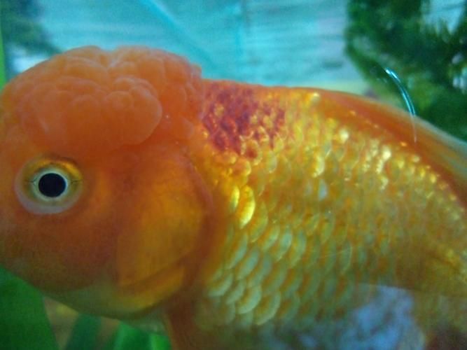 如何判斷金魚根部充血是否嚴重