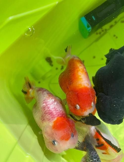 如何判斷金魚根部充血是否嚴重