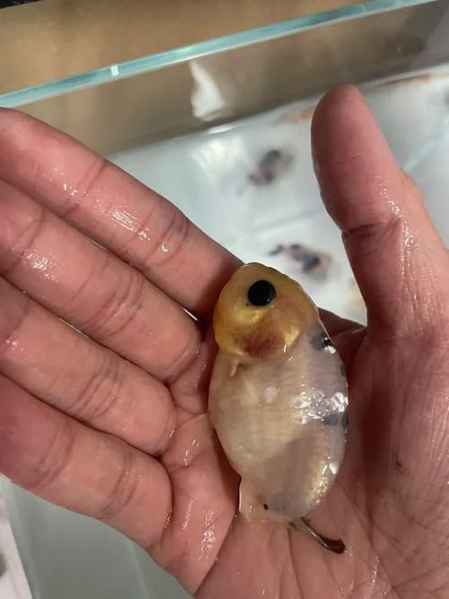 如何判斷金魚根部充血是否嚴重