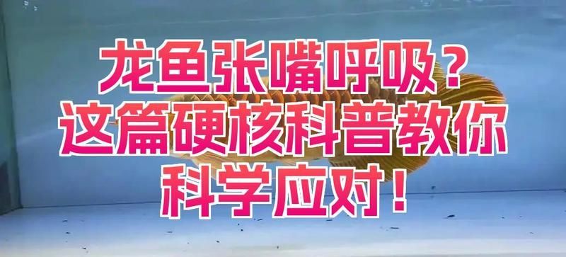 龍魚張嘴頻繁如何急救，龍魚嘴巴一張一合可能是這些原因在作祟 龍魚張嘴頻繁如何急救，龍魚嘴巴一張一合可能是這些原因在作祟 龍魚百科 第3張