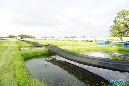 祥龍魚場有哪些獲獎記錄?,關于祥龍魚場獲獎記錄 龍魚百科 第5張 祥龍魚場有哪些獲獎記錄?,關于祥龍魚場獲獎記錄 祥龍魚場有哪些獲獎記錄?,關于祥龍魚場獲獎記錄 龍魚百科 第5張