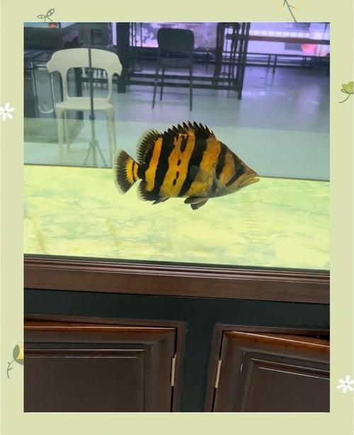 如何鑒別虎魚的真偽？