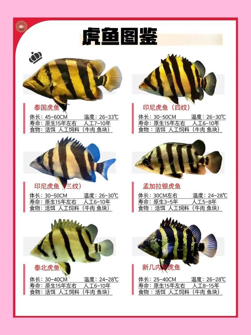 如何鑒別虎魚的真偽？