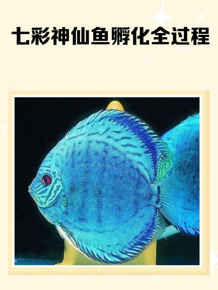 雙線側魚繁殖后如何處理？，雙線側魚繁殖后處理全流程詳解