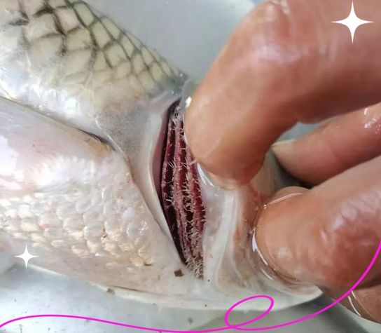 給我一些鲺和魚虱的圖片，如何判斷[需手動填充]和魚虱 給我一些鲺和魚虱的圖片，如何判斷[需手動填充]和魚虱 龍魚百科 第13張