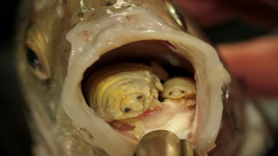 給我一些鲺和魚虱的圖片，如何判斷[需手動填充]和魚虱 給我一些鲺和魚虱的圖片，如何判斷[需手動填充]和魚虱 龍魚百科 第15張