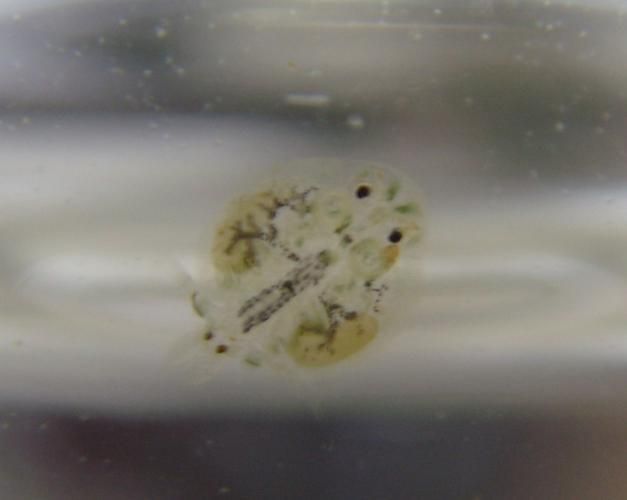給我一些鲺和魚虱的圖片，如何判斷[需手動填充]和魚虱 給我一些鲺和魚虱的圖片，如何判斷[需手動填充]和魚虱 龍魚百科 第4張