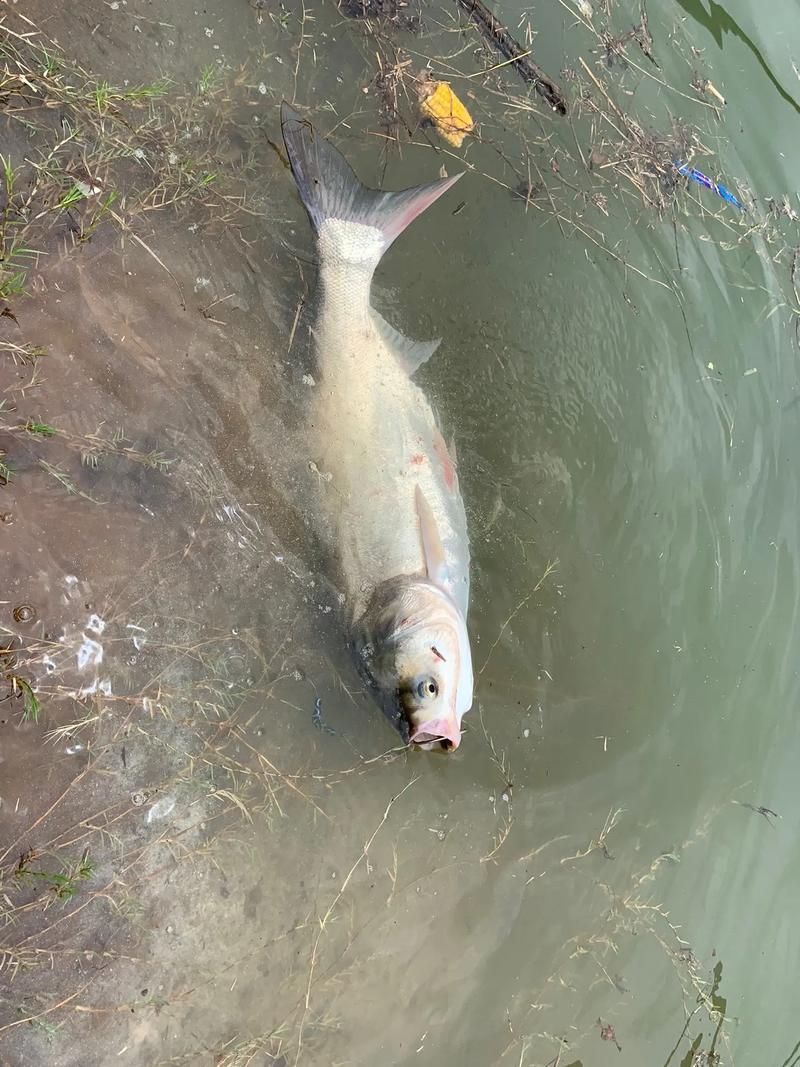 大頭魚浮頭后如何恢復 大頭魚浮頭后如何恢復 龍魚百科 第5張
