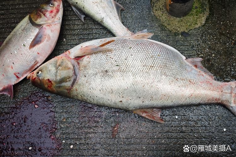 大頭魚浮頭后如何恢復 大頭魚浮頭后如何恢復 龍魚百科 第2張