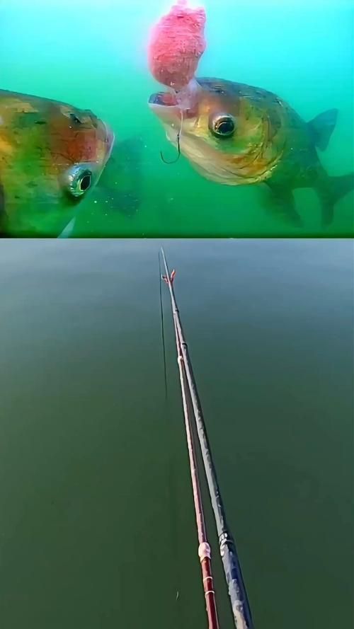 大頭魚浮頭后如何恢復 大頭魚浮頭后如何恢復 龍魚百科 第4張