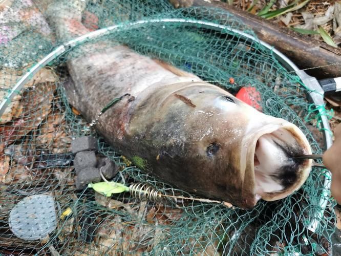 大頭魚浮頭后如何恢復