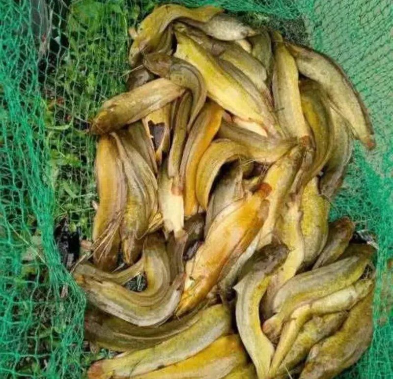 魚虱的卵是如何孵化的，arxiv論文助手魚虱的卵孵化過程是如何孵化
