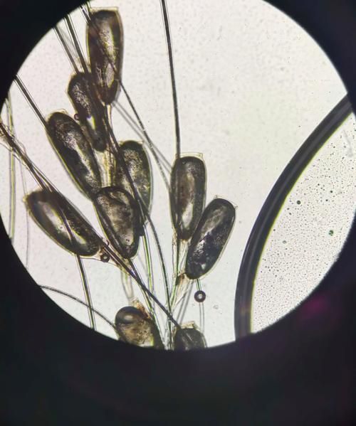 魚虱的卵是如何孵化的，arxiv論文助手魚虱的卵孵化過程是如何孵化