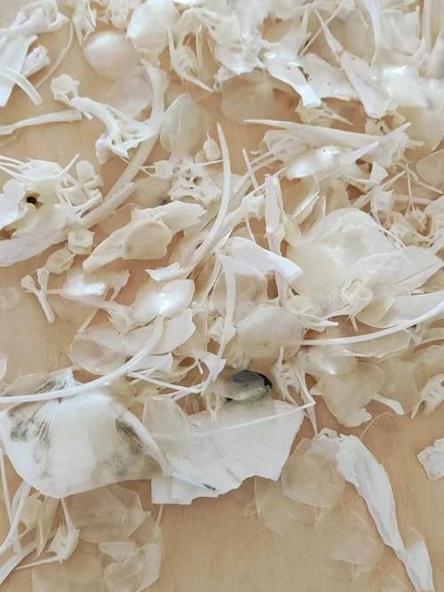 如何制作魚骨紀念品，如何制作魚骨紀念品制作魚骨紀念品的制作步驟和制作流程