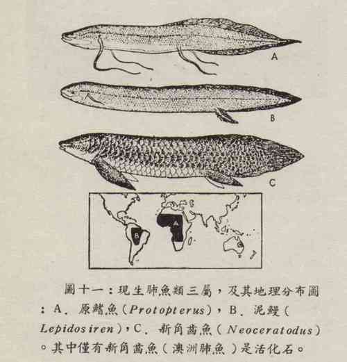 如何區(qū)分不同種類(lèi)的肺魚(yú)？，如何區(qū)分不同種類(lèi)的肺魚(yú)