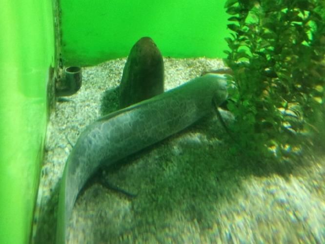 如何區分不同種類的肺魚？，如何區分不同種類的肺魚