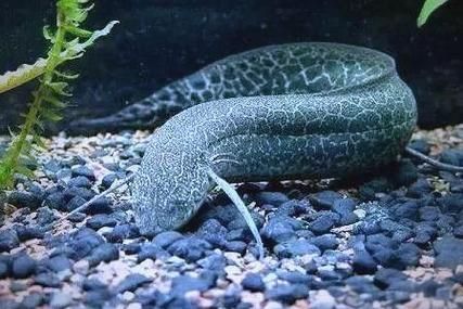 如何區分不同種類的肺魚？，如何區分不同種類的肺魚