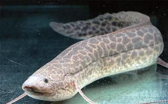 如何區分不同種類的肺魚？，如何區分不同種類的肺魚