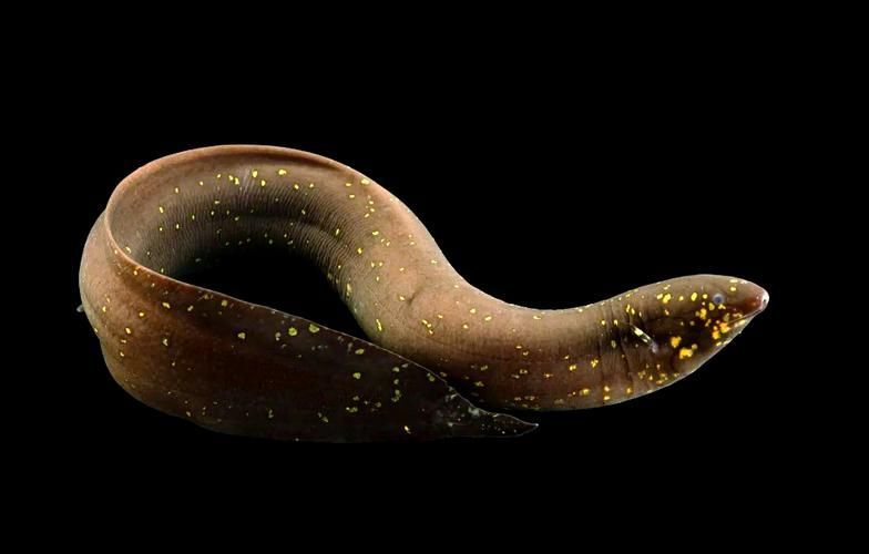 如何區分不同種類的肺魚？，如何區分不同種類的肺魚