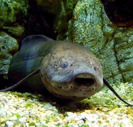 如何區分不同種類的肺魚？，如何區分不同種類的肺魚