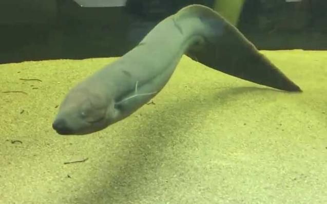 如何區分不同種類的肺魚？，如何區分不同種類的肺魚