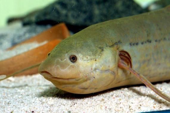 如何區分不同種類的肺魚？，如何區分不同種類的肺魚