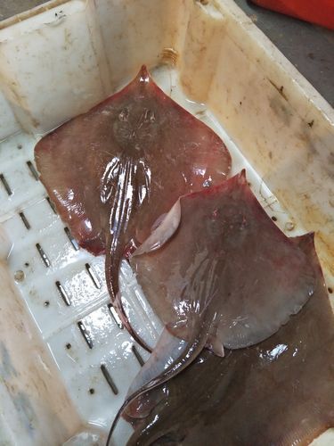 如何區分不同品種的魟魚？，如何區分不同品種的魟魚（stingray）？