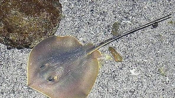 如何區分不同品種的魟魚？，如何區分不同品種的魟魚（stingray）？