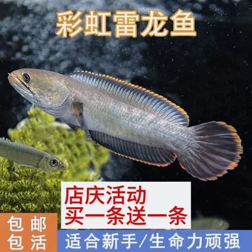 給我一些彩虹雷龍魚的圖片，彩虹雷龍魚的飼養指南